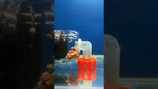 Automatic fish poop collector DIY | Aerator self siphon DIY | Aquarium filter DIY