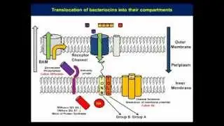 Structure and mechanistic studies of pesticin by Kornelius Zeth