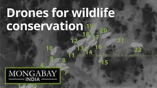 How are drones used to reduce human-animal conflicts?