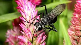 LIFE OF A SOLITARY HUNTING WASP SPHEX ARGENTATUS. WATCH KATYDID HUNTING SPHEX WASP IN ACTION.
