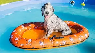 55lb dog tries our new the pool float!