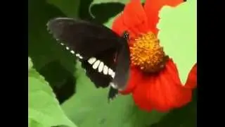 Buttlefly