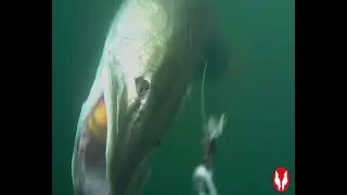 40 cm Line Thru trout massive strike