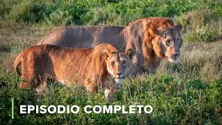 &iquest;C&oacute;mo Funciona el ECOTURISMO en el Parque OL PEJETA? 🦏 Diarios de Ol Pejeta EP8