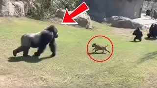 Mother Gorilla Chased a Small Puppy &mdash; What She Did Next Stunned Everyone | animal stories