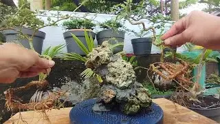 Program Bonsai Kawista Nempel Di Batu@ridwanbintangbonsai