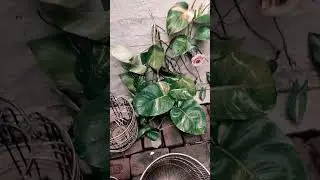 money plant lagane ka fayada