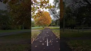 A canvas of Autumn #penrith #australia  #autumn #autumncolors #nature #naturelovers