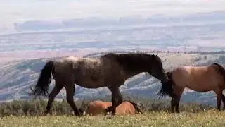 Pryor Mountain Mustangs - 2017