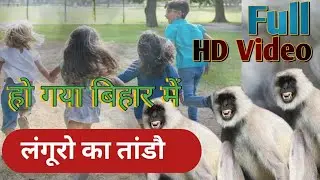 Langur ka tamasa । Black money fight। लंगूर का फाइट वीडियो । Bihar