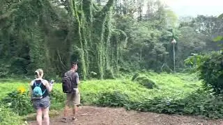 Mānoa falls trail full hike