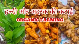 Haldi aur Adrak ki harvesting|Terrace garden ki Organic Farming