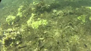 Yellowmargin Spanish Dancer playing in the surge
