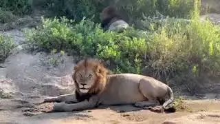 The Land of lions, beautiful tour day at the Lions park.