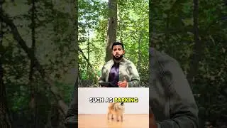 How to Burn Your Dog's Energy in 5 Minutes | Sniffing Game with Snuffle Mat/ Dog Training/Boston, MA