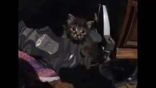 Kitty Krusades #9: Shoe Shenanigans! - (Kitten Play Time and Exploration) Fursday Cute Cat Video