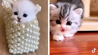 Adorable Tik Tok Kittens That You Have Never Seen Before 🐱🥰