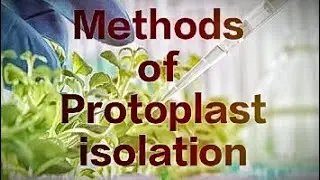 Methods of protoplast isolation |Mechanical method | Enzymatic method...