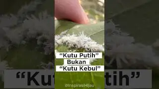 Kutu Putih di Daun Mangga: Kenapa Semut Selalu Ikut?
