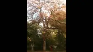 Dictson Tree Removal - Large oak felling
