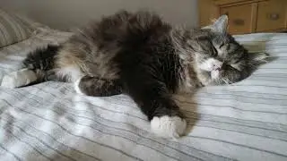 Rocky looks so cute and adorable when he is sound asleep.
