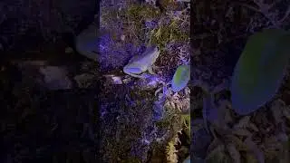 Dumpy treefrog jump #treefrogs #jump #frog #terrarium #aquarium #aqua #night #life #nature #animals