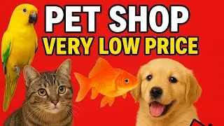 Low Price-ல Pets வாங்கணுமா? 😲 Best Pet Shop Tour | #kozhimuttaiofficial #kozhimuttai #petshub