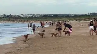 The Best Off Leash Dog Park In Sydney - Greenhills Off Leash Dog Park - Cronulla