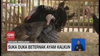 Suka Duka Beternak Ayam Kalkun