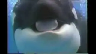 Sea World's Baby Shamu Celebration
