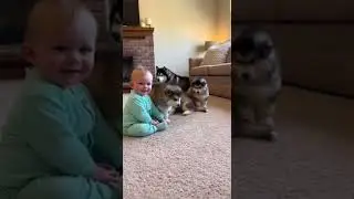 Playful Sounds Fill the Room &mdash; 5 Puppies Join for Endless Fun #puppies #cutepets #dogsoftiktok