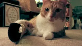 #BRIDAY: THE BEST TOY EVER // Kate Welshofer