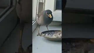 funny birds eating,....  #shorts