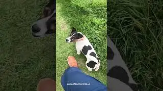 letting your puppy off lead #rochdaledogtrainer #dogtraining #dogs #dogtrainingtips