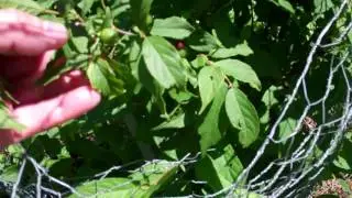 Gerri On the Prairie Nature,Jan & Joy Cherry Bush (Tart)