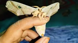 Cute butterfly coconut moth silk moth 