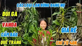 11/1 E BÁN QUẾ T8, ĐÙI GÀ, VANDA, CẨM BÁO ĐANG NỤ. GIÁ RẺ . SĐT - ZALO 0965224337 || PHONG LAN RỪNG 