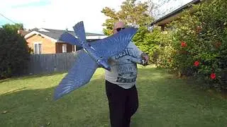 The First Sambird in Australia