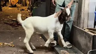 &ldquo;Boer Goat Kid for Sale | High-Quality Boer Kid Available || 8850366164