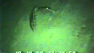 Cephalopod video: Illex illecebrosus