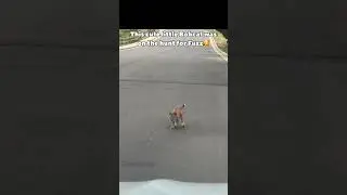 Fuzz Hunting Bobcat😭 #nature #animals #cute #bobcat