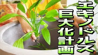 【ビオトープ】エキノドルス巨大化計画（超巨大な水鉢にエキノドルスを植えていく）