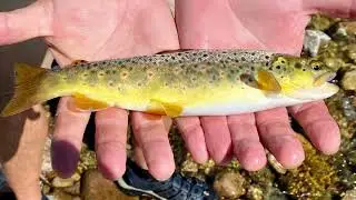 Fly Fishing Poudre River, CO July 25 & 26, 2022