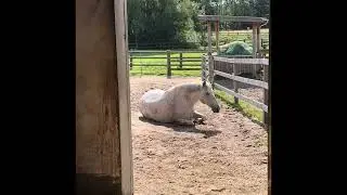 Die Elfenankunft