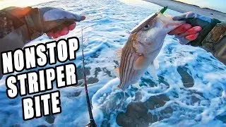 NONSTOP Evening Striped Bass Surf Fishing Fall Run 2019 Long Island South Shore New York