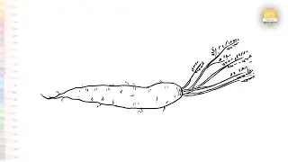 Carrot leaves drawing easy | Vegetable drawings | How to draw A Carrot step by step | #artjanag