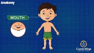 Our Body MY BODY SENSE ORGANS DOING  MY BODY  sense organs  gk for children general knowledge quiz