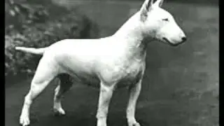 ENGLISH BULLTERRIER_xvid.avi