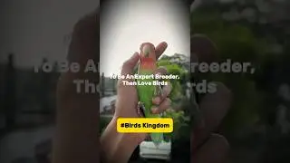 Lovebird Breeding Secrets: Expert Tips! #ShortsIndia #PetLovers #BudgiesAndLovebirds