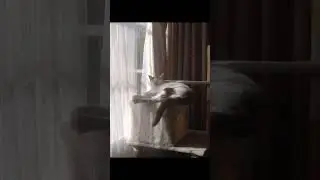 Cat Spotlight
